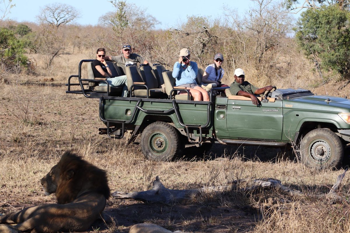 Lion sighting on a guided game drive at Pungwe Safari Camp